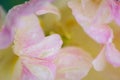 Top view on white and pink tulip flower on rainy day.