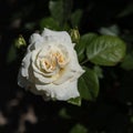 Top view of a white rose