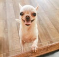 White short hair chihuahua dog trying to climb up the bench , smiling with her tongue out to the camera