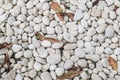 Top-view of white stone texture background in garden.Spring garden in morning sunlight Royalty Free Stock Photo