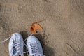 Top view on white trendy sneakers on the sandy beach