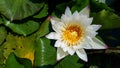 Top view white water lilly flower Royalty Free Stock Photo