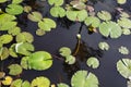 Top view of white waterlily flower bud, almost blooming in black water with green lily pads Royalty Free Stock Photo