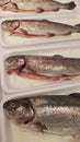 Whole rainbow trout in trays