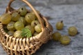 Wicker basket on wooden table full of ripe yellow gooseberries. Royalty Free Stock Photo