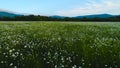 Top view of wild chamomile field. Shot. White chamomile flowers are seen on green background of summer field. Huge lot