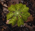 Top view of the wild mandrake