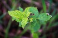 Top view of wild raspberry leaves in the grass Royalty Free Stock Photo