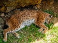 Top view of a wild savanna cat laying and sleeping in the shade