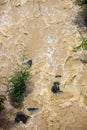 Top view Wild water flows violently through the rocks and shrubs