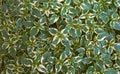 Top view of Wintercreeper Euonymus fortunei bush are blooming in botanical garden Royalty Free Stock Photo