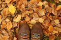 Top view on woman brown shoes on a background of colorful autumn leaves. Royalty Free Stock Photo