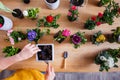 The woman plants a beautiful flowers in small pots Royalty Free Stock Photo