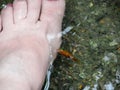 Top view of woman feet dip in river, fish spa , fish pedicure, summer relaxing feeling lifestyle
