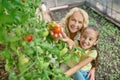 Top view of woman and girl touching growing tomatoes