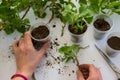 Top view of woman hand rooting the geranium cuttings in the plastic cups, DIY gardening, crafts ideas Royalty Free Stock Photo