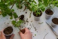 Top view of woman hand rooting the geranium cuttings in the plastic cups Royalty Free Stock Photo