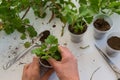 Top view of woman hand rooting the geranium cuttings in the plastic cups Royalty Free Stock Photo