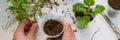 Top view of woman hand rooting the geranium cuttings in the plastic cups, DIY gardening Royalty Free Stock Photo