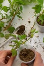 Top view of woman hand rooting the geranium cuttings in the plastic cups Royalty Free Stock Photo