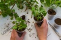 Top view of woman hand rooting the geranium cuttings in the plastic cups Royalty Free Stock Photo