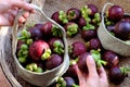 Woman hand selection fresh Mangosteen for the handbag Royalty Free Stock Photo