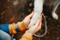 Top view of woman holding her dog paw in her hands Royalty Free Stock Photo