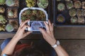 Top view of woman`s hand using smartphone to taking photo of cactus plant at home