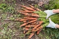 Top view on woman`s hands holding bunch of fresh organic carrots on soil background. Autumn harvest and healthy food Royalty Free Stock Photo
