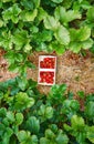 Top view of a wooden basket with fresh red organic strawberries on a green strawberry field Royalty Free Stock Photo
