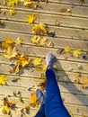 Top view of wooden bridge in autumn leaves Royalty Free Stock Photo