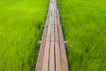 Top view of wooden path on green paddy rice field