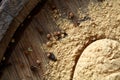 Top view of a wooden spoon full of curry on wooden barrel background, selective focus. Royalty Free Stock Photo