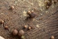 Top view of a wooden spoons full of paprica and black pepper on wooden barrel background, selective focus. Royalty Free Stock Photo