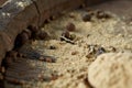 Top view of a wooden spoons full of paprica and black pepper on wooden barrel background, selective focus. Royalty Free Stock Photo