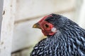 Top view of a Wyandotte Bantam Chicken silver laced animal head sitting on her nest