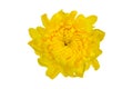 Top view of yellow Chrysanthemum flower on white background Royalty Free Stock Photo