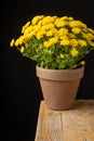 Top view of yellow chrysanthemum pot on wooden table and black background, vertical, Royalty Free Stock Photo