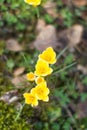 Top view of yellow crocus flowers over soft blurred grass Royalty Free Stock Photo