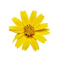 Top view of a yellow daisy flower is blooming isolated on white background with a clipping path Royalty Free Stock Photo