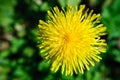 Top view yellow dandelion flower on a blurred background of green grass Royalty Free Stock Photo