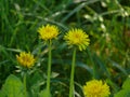 Yellow dandelion flower