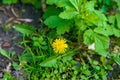 Top view of yellow dandelion flower Royalty Free Stock Photo