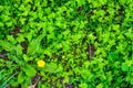 Top view of yellow dandelion flower Royalty Free Stock Photo