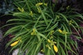 Top view of yellow day lily flowers water droplets Royalty Free Stock Photo