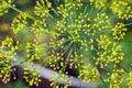 Top view yellow dill flowers on a blurry green background