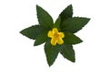 Top view of yellow flower of Damiana or Turnera Diffusa bloom in the garden isolated on white background.