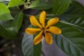 Top view of Yellow flower of Gardenia carinata Wallich, Kedah gardenia or Golden gardenia bloom on tree with drops in the garden.