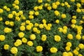 Top view of yellow flowers of Tagetes erecta Royalty Free Stock Photo