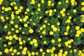 Top view of yellow flowers of Tagetes erecta Royalty Free Stock Photo